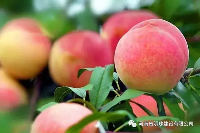 【扶貧】桃子熟了果農愁，明珠公司來解憂